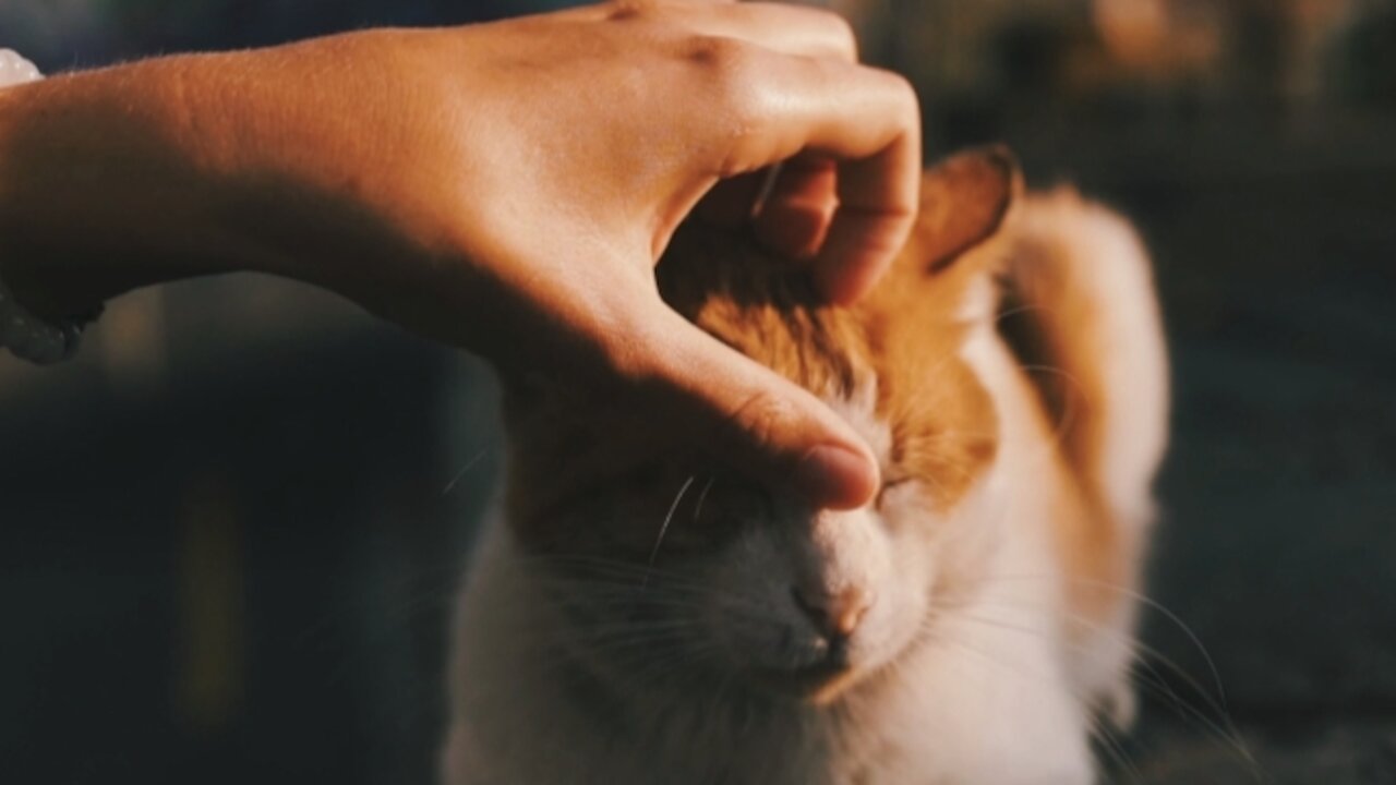 A Kitten Getting Relax The cat's owner is resting her head down