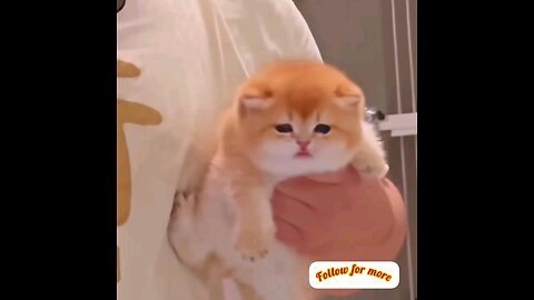My God what beautiful kittens😻 trending video