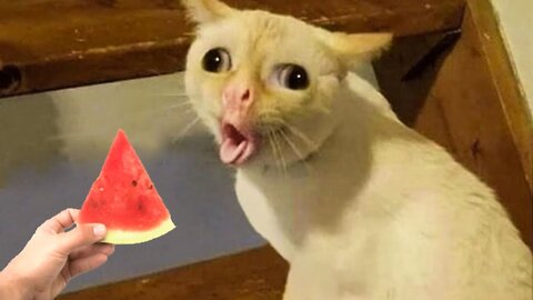 Funny Cats and Dogs 🐱🐶 | Funny Animal Videos 2022