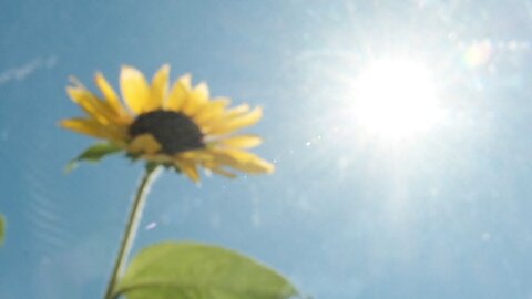 The Sun is Watching