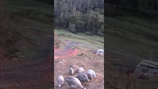 The secret lives of guinea fowls