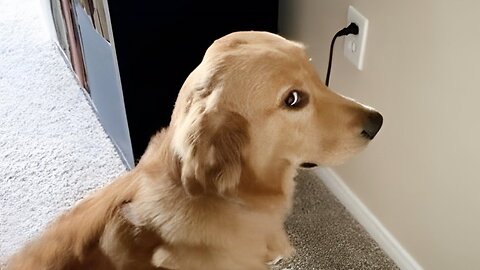 Funny Cats and Dogs Compilation