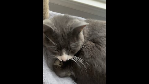 Cat lover