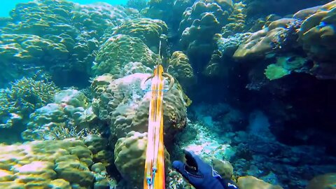 Solo Survival Spearfishing - Catch n Cook Amazing Fish-7