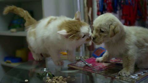House Passes Bill That Would Ban Killing Cats And Dogs For Consumption