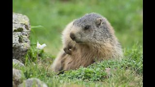 Cette marmotte est complètement amoureuse de son propriétaire