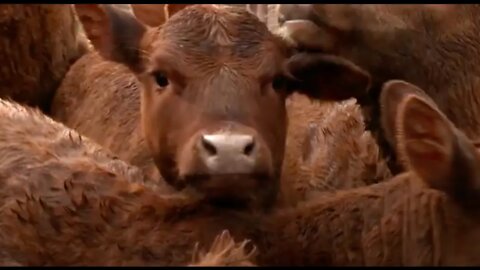 Red Heifer update - Interview with Byron Stinson