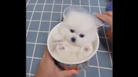 Funny and Cute Dogs Videos Compilation 2021