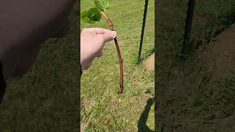 shangri-la mulberry cutting I rooted. #farmlife