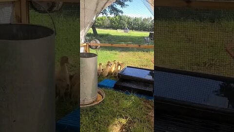 Duck Nursery