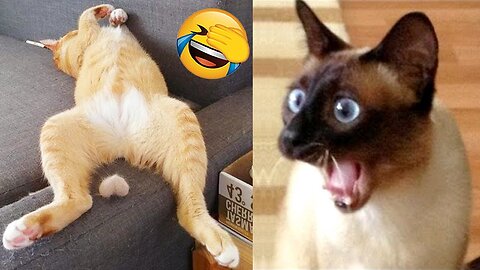 Funny cats / dogs - Funny animal videos 2023