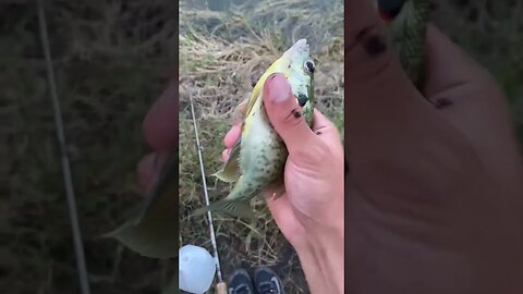 Nice little blu…sunfish