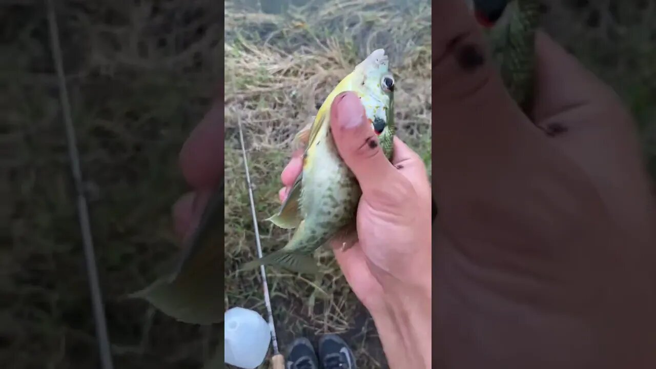 Nice little blu…sunfish