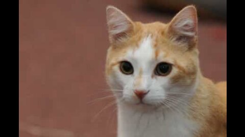 Ce chat est intrigué par les instruments à percussion