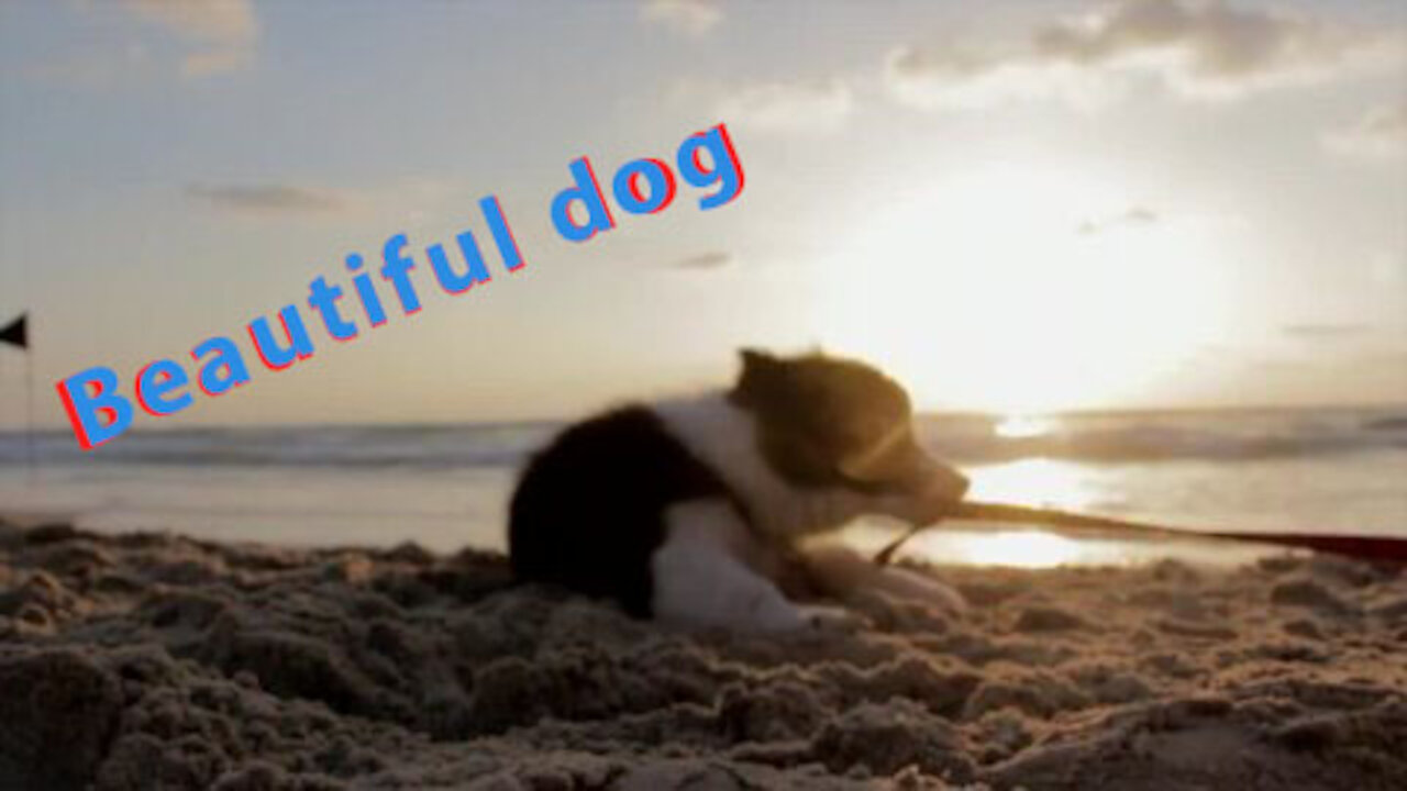 The dog is loving herself.
