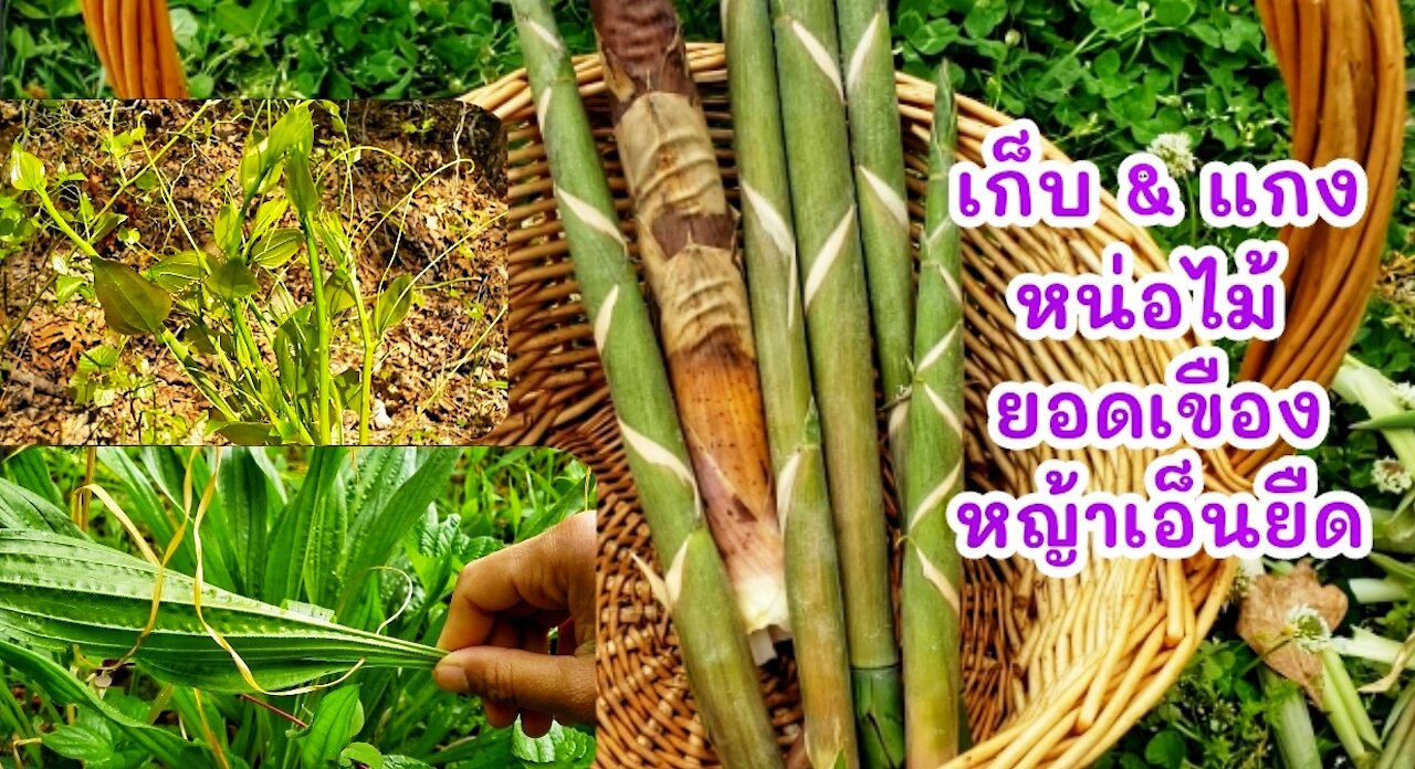 Picking, Cooking Bamboo shoots, Greenbrier, Plantago