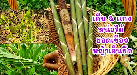 Picking, Cooking Bamboo shoots, Greenbrier, Plantago
