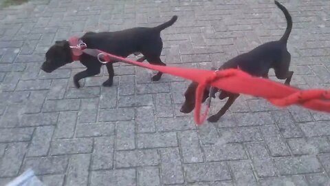 DOGWALKER cherishing the GIFT OF LIFE. Kids, rabbit kits, dog pups, guinea piglets. Babies baby