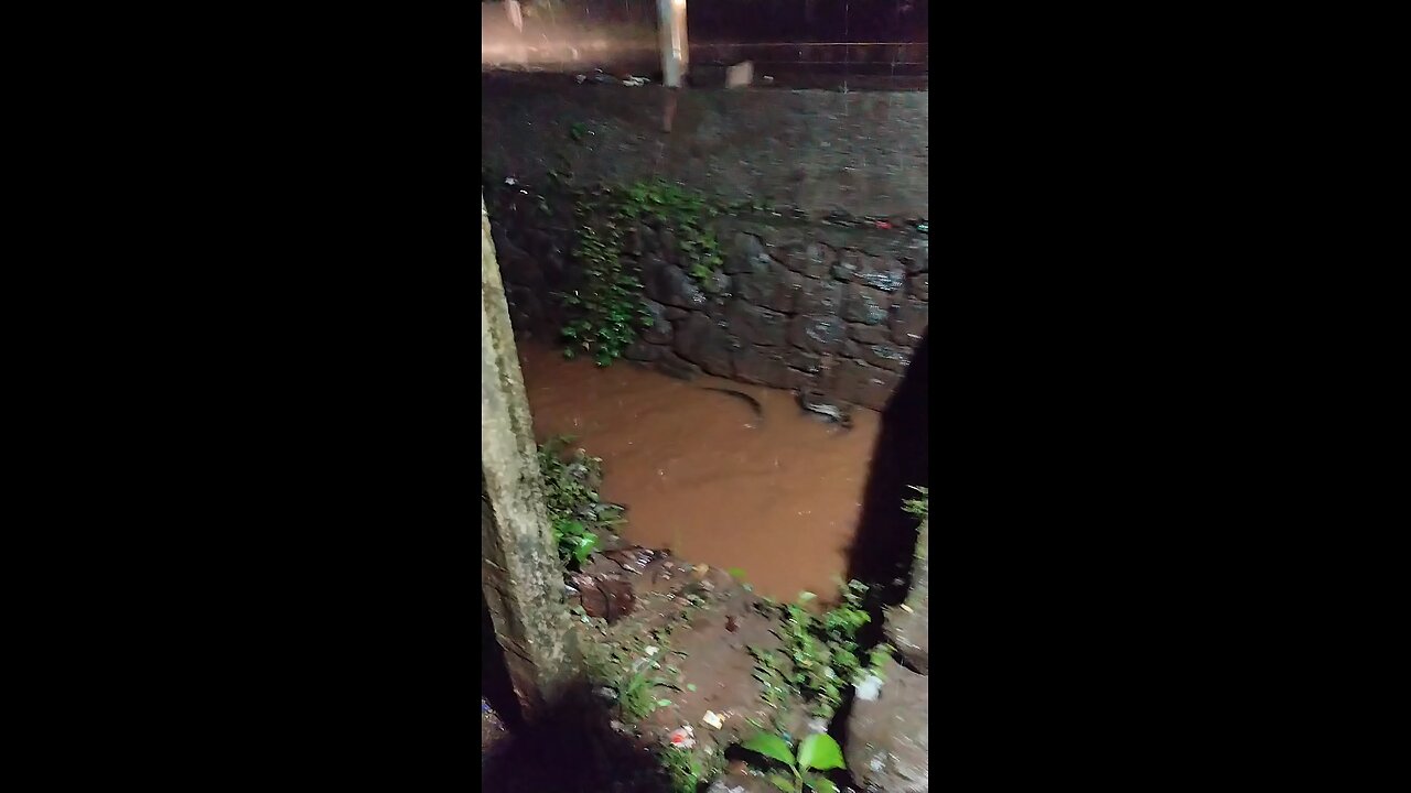 Python in rain water,Kerala