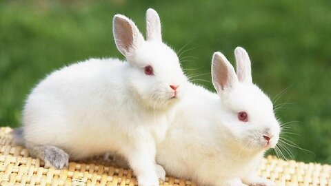 The Cutest Baby Bunny Rabbit Compilation EVER | Animal plus | Cute baby rabbit | funny cute rabbit