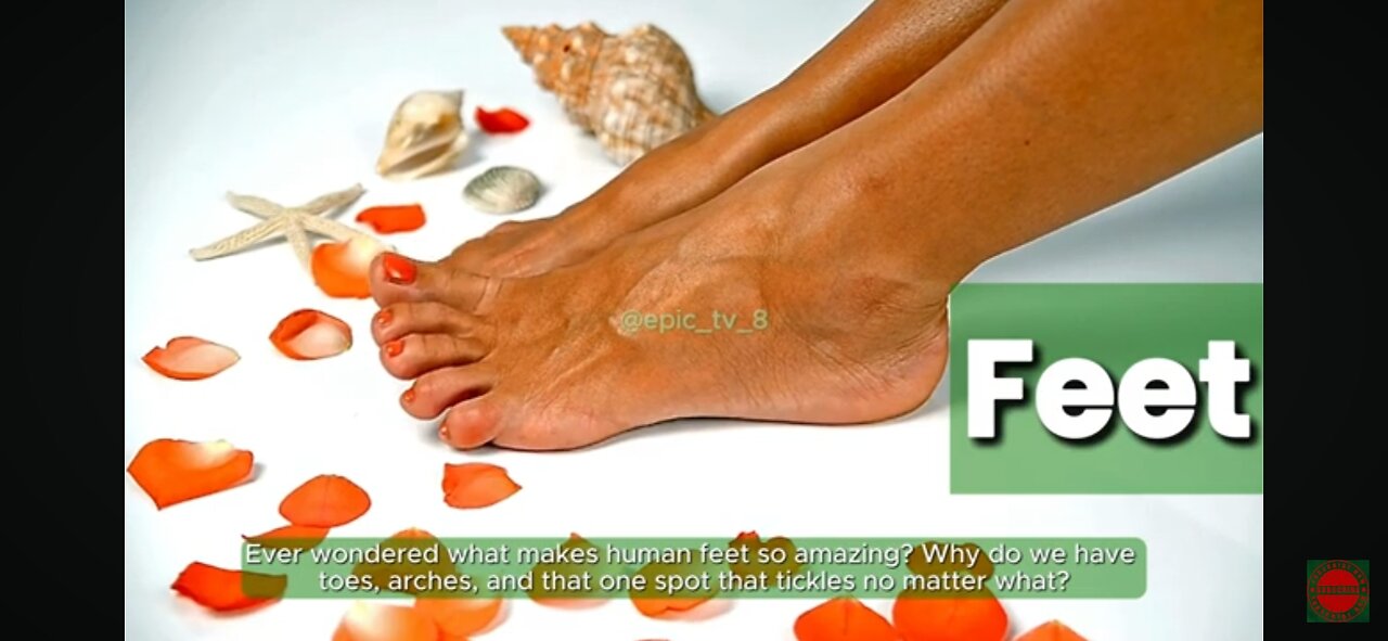 👣Everything You Never Knew About Feet