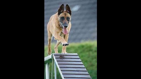 Agility,Sports,Education and Fun for Owners and Dogs.
