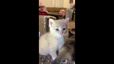 kitty 😻😻😻😻