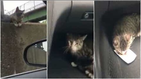 Un automobilista soccorre un gatto intrappolato in autostrada