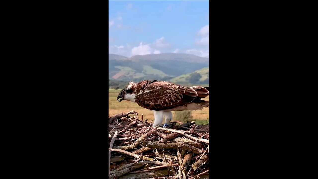 jabardasti clip