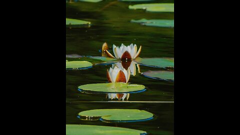 💛Beautiful water lilies on the Middle Suzdal Lake