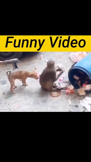 Amezing Funny 😁Video Dog 🐶 with Monkey 🐒
