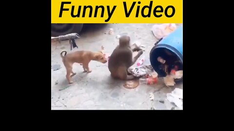 Amezing Funny 😁Video Dog 🐶 with Monkey 🐒