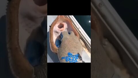Guy tickles a Stingray #nonsense #zoobox #goofy #funny #stingray