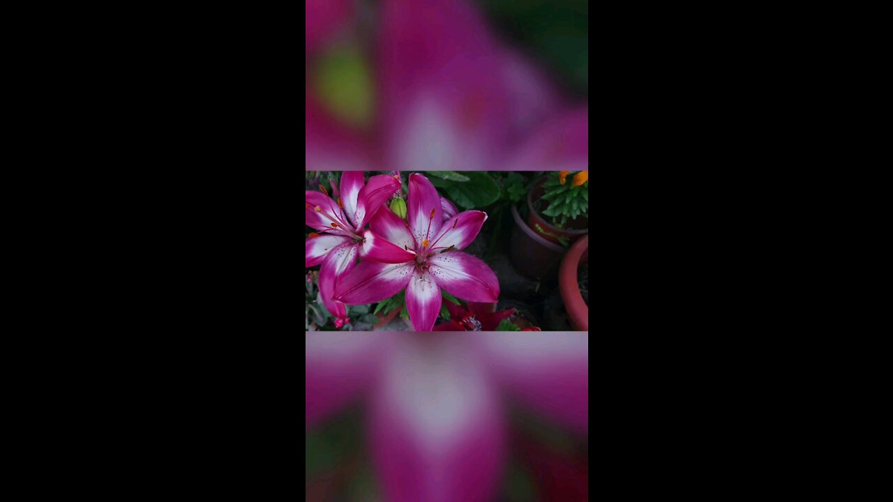 Flowers from my garden