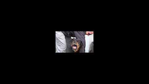 14 most agresive dogs in the world!!