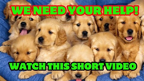 Watch A Few Short Videos And Save A Lot Of Dogs! That Simple!