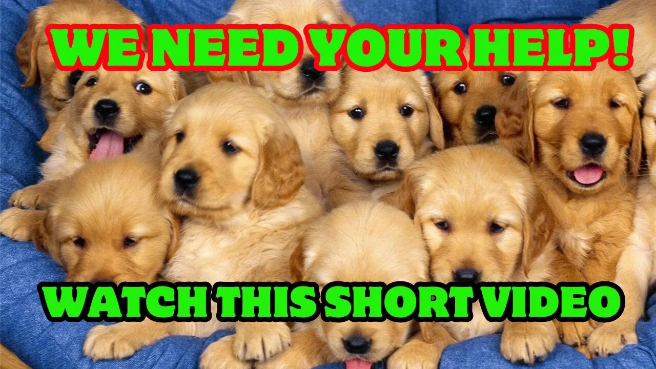 Watch A Few Short Videos And Save A Lot Of Dogs! That Simple!