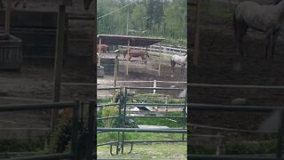 Horse Play w Milo and Friends