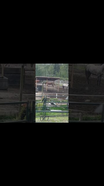 Horse Play w Milo and Friends