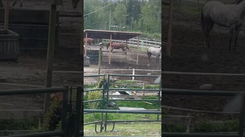 Horse Play w Milo and Friends