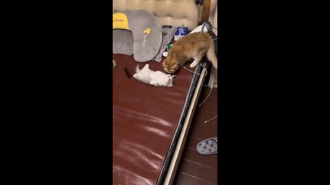 cars #cat #cats #cat lover