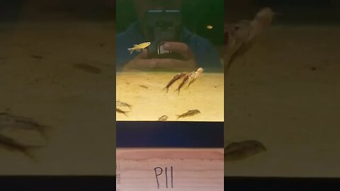 Aspidoras Spawning!!!