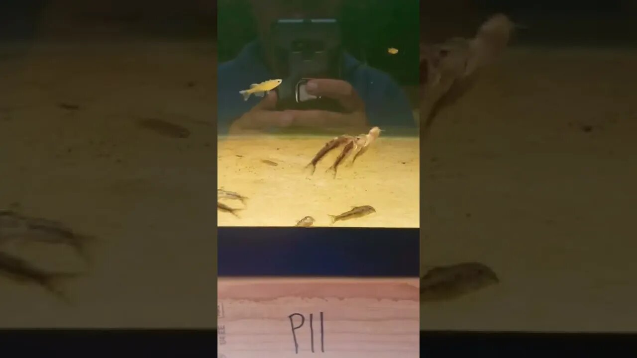 Aspidoras Spawning!!!