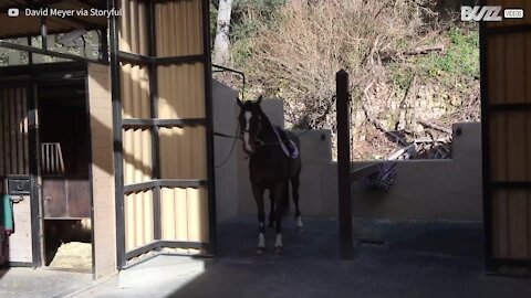 Il prurito è atroce! Ecco il cavallo dal muso impazzito