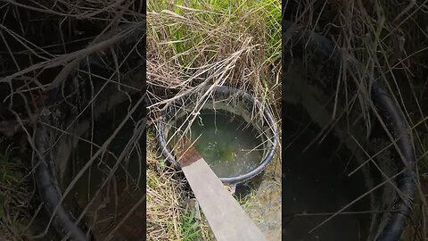 Saving the Turtles!
