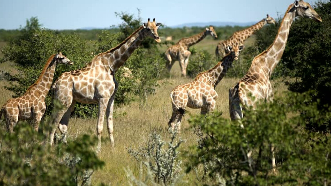 Giraffe Conservation: Protecting a Precious Species