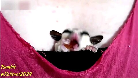 fnuuy animals video