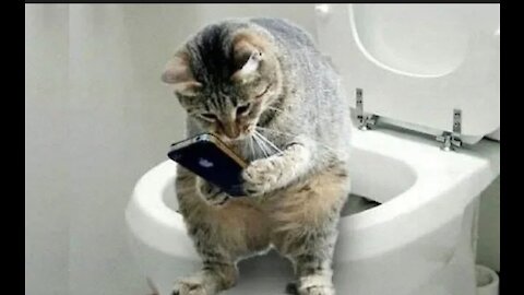 OMG So Cute Cats 2021 Best Funny Cat Videos