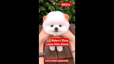 Cute Happy Trump Dog!