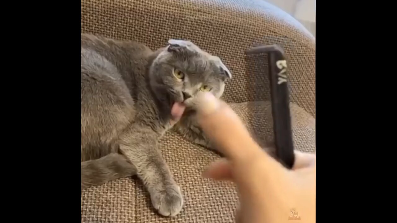 This cat thinks it's a dog! Try not smile